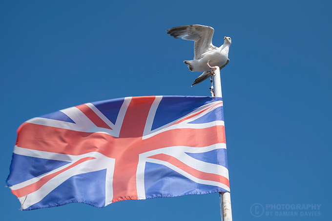 Seagull on top of a flag pole flying the union flag. Photographed in Teignmouth, Devon by Damian Davies